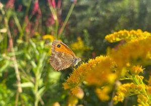 Maisons de vacances la Fleur Sauvage - Romantic holiday cottage Morvan : photos des chambres