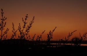 Tranquility homestay