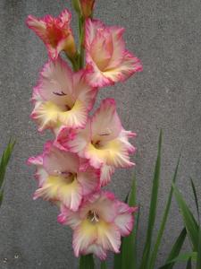 Twin Oaks Bed & Breakfast