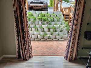 Knysna Holiday Armadillo