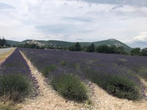 Maisons de vacances Petite maison entouree de lavande dans le Luberon : photos des chambres