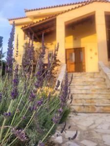 Ancient Greek Villa
