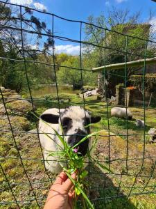 Maisons de vacances Le Moulin de Froment 2 gites de 8 et de 12 couchages, 10 min du Puy du Fou : photos des chambres