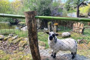 Maisons de vacances Le Moulin de Froment 2 gites de 8 et de 12 couchages, 10 min du Puy du Fou : photos des chambres