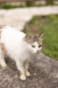 Elpidas country house