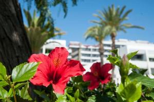 Optimist las americas