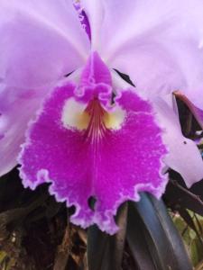 RanchoVista coffee ring The land of Encanto