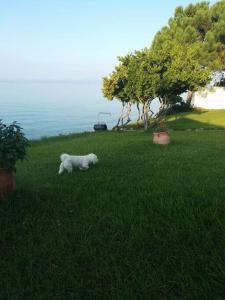 Olga Studio House in front of the beach