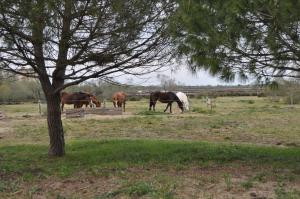 Appartements Vacances en Camargue proche de la mer climatise : photos des chambres