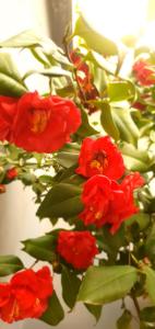 A Cheerful villa with free parking space