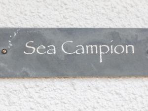 Sea Campion