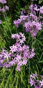 Appartements L'Odyssee provencale, un duplex de charme de 2 chambres au pied du village medieval de Bormes-les-Mimosas, offrant des prestations haut de gamme et une superbe vue sur le Massif des Maures : photos des chambres