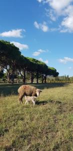 Appartements L'Odyssee provencale, un duplex de charme de 2 chambres au pied du village medieval de Bormes-les-Mimosas, offrant des prestations haut de gamme et une superbe vue sur le Massif des Maures : photos des chambres