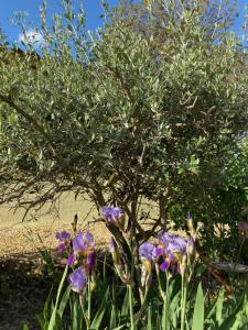 B&B / Chambres d'hotes L'Eveil en Provence : photos des chambres