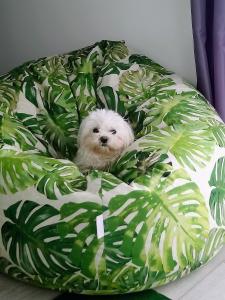 ARKA 2 domki na wodzie w Mielnie 400 metrów do morza, rower wodny, Wifi, Parking