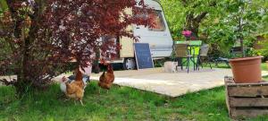 Campings Caravane chauffee -l'attrape-reve aux portes du chateau de Chambord et Cheverny : photos des chambres