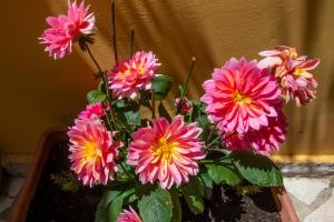 SOPHIES GARDEN APARTMENT