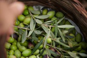 Cascioni Eco Retreat img33