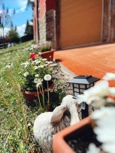 Apartaments Cel i Fusta