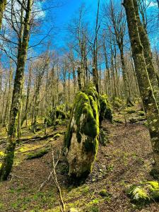 Bjelolasica “Cimbal”