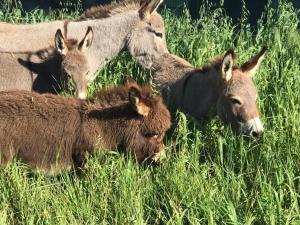 Villa Cantos del Grillo