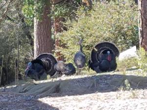 Uncle Grizzs Cabin...get intouch with nature