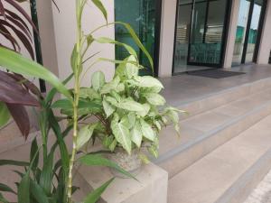 Cat Mama Penthouse Vtwin service apartment