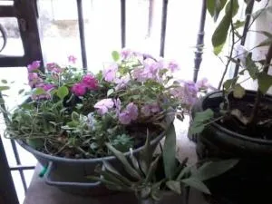 Appart' Cosy Beaucairois - Beaucaire