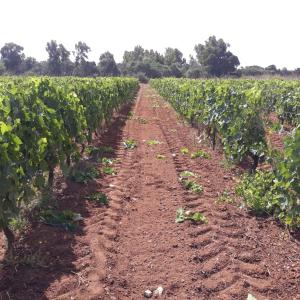 Agriturismo Bellu img10