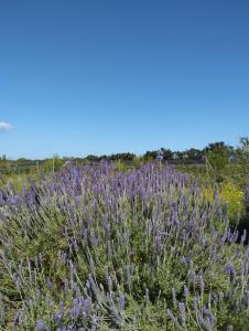 Agriturismo Bellu img15