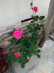 Annas apartment 2 (AgiosNikolaos)