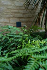 Appartements Le temps suspendu : Suite troglodyte authentique : photos des chambres