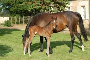 Maisons de vacances Haras des Hayes : photos des chambres