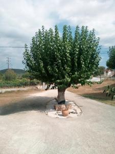 The House in the Mulberries Trees
