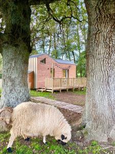 Jolie Tiny House sous les Grands Arbres