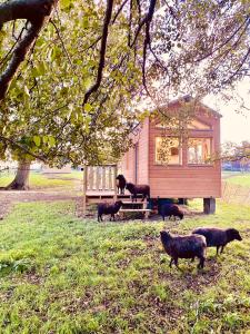 Jolie Tiny House sous les Grands Arbres