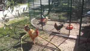 Agriturismo Specchiarussa