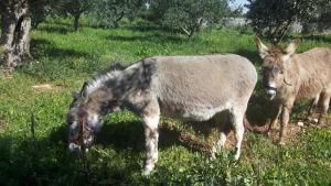 Agriturismo Specchiarussa