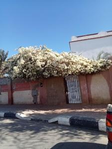 House with backyard in dahab