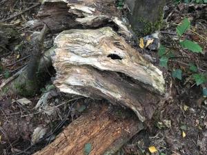 Cosy woodland Romantic retreat With log fires and nature