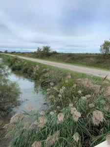 Appartements Appart avec jardin en Camargue : photos des chambres