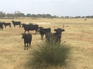 Appartements Appart avec jardin en Camargue : photos des chambres