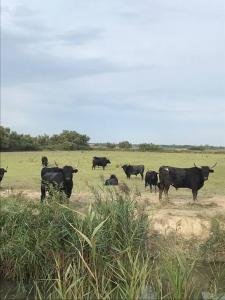 Appartements Appart avec jardin en Camargue : photos des chambres