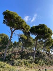 B&B / Chambres d'hotes Le Mas Angelou : Chambre Lit Queen-Size Deluxe