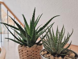 Old Town Jiva apartment