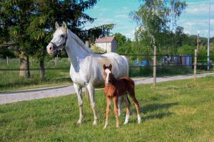 Campings Aux sabots de vent : photos des chambres