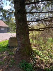 Chalets La cabane des ecureuils : photos des chambres