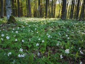 Domek pod lasem podlaskie