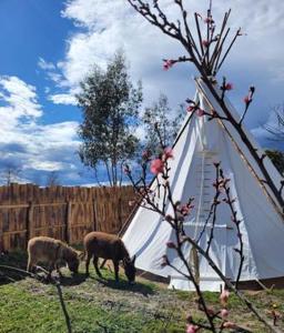 Campings RED TIPI : photos des chambres