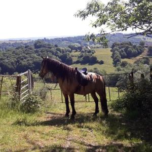 Campings Chalet en bois en pleine Nature 4 personnes 3 lits Aventure Bien etre et NAture Ferme Peyrot 64 : photos des chambres